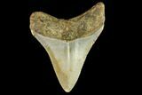 Fossil Megalodon Tooth - North Carolina #109893-2